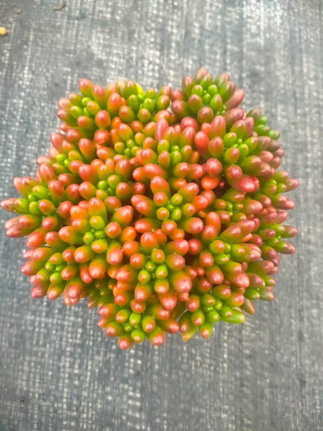 多肉植物 ニジノタマ 35株セット 3号鉢 品番ZG00034