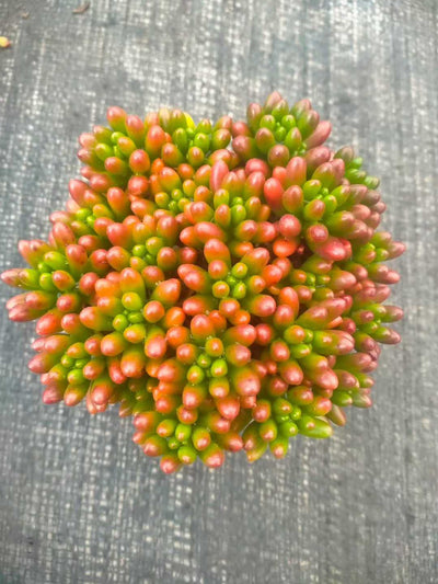 多肉植物 ニジノタマ 35株セット 3号鉢 品番ZG00034