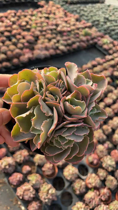 多肉植物 コウサドド 15株セット 4号鉢 品番AE00036