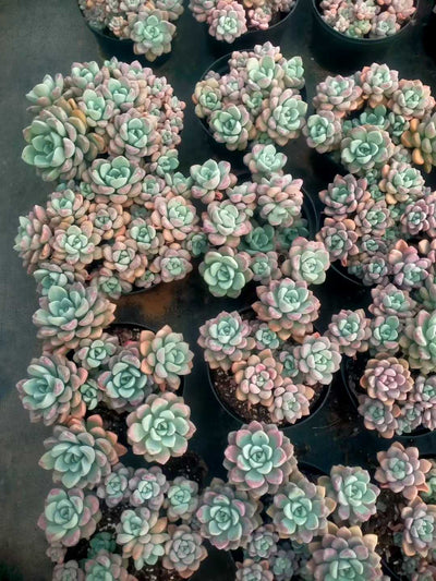 多肉植物 ハナブチカ 12株セット 5号鉢 品番ZG00068