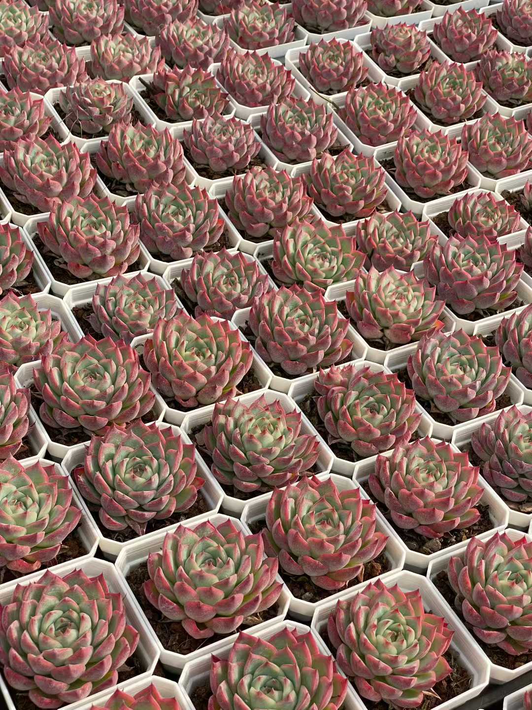 多肉植物 ピンククリスタル 50株セット 2.5号鉢 品番AA00129