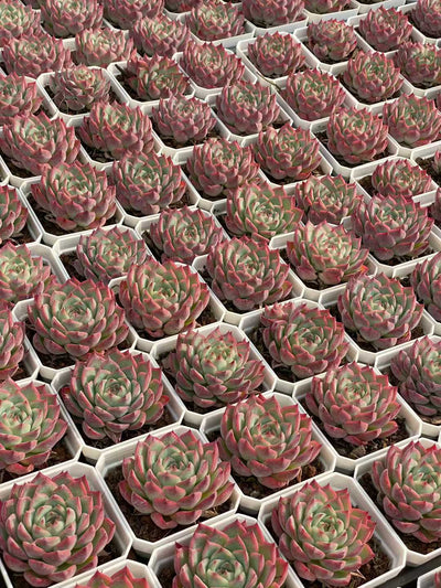 多肉植物 ピンククリスタル 50株セット 2.5号鉢 品番AA00129