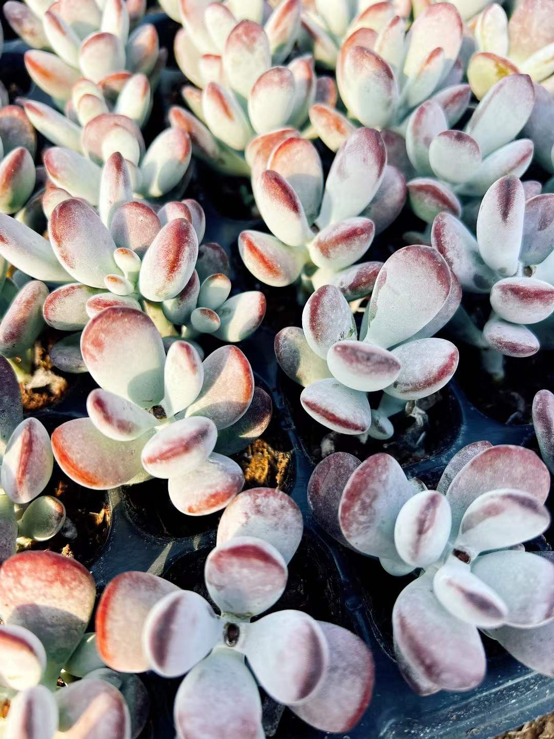 多肉植物 ピンポンフクニャン 72株セット 品番AH00001