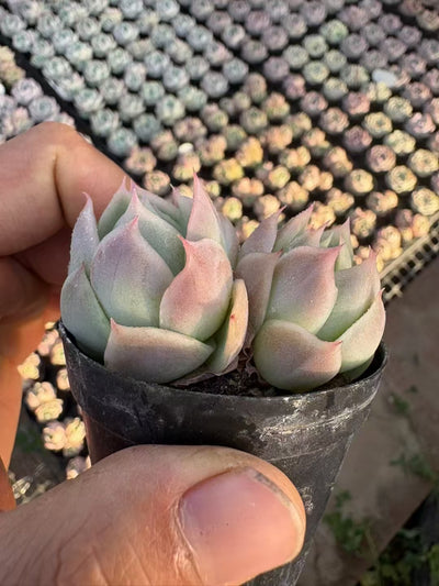 多肉植物 ファントム 50株セット 2号鉢 品番AD00019