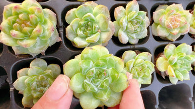 多肉植物 トウシン 72株セット 品番AH00024