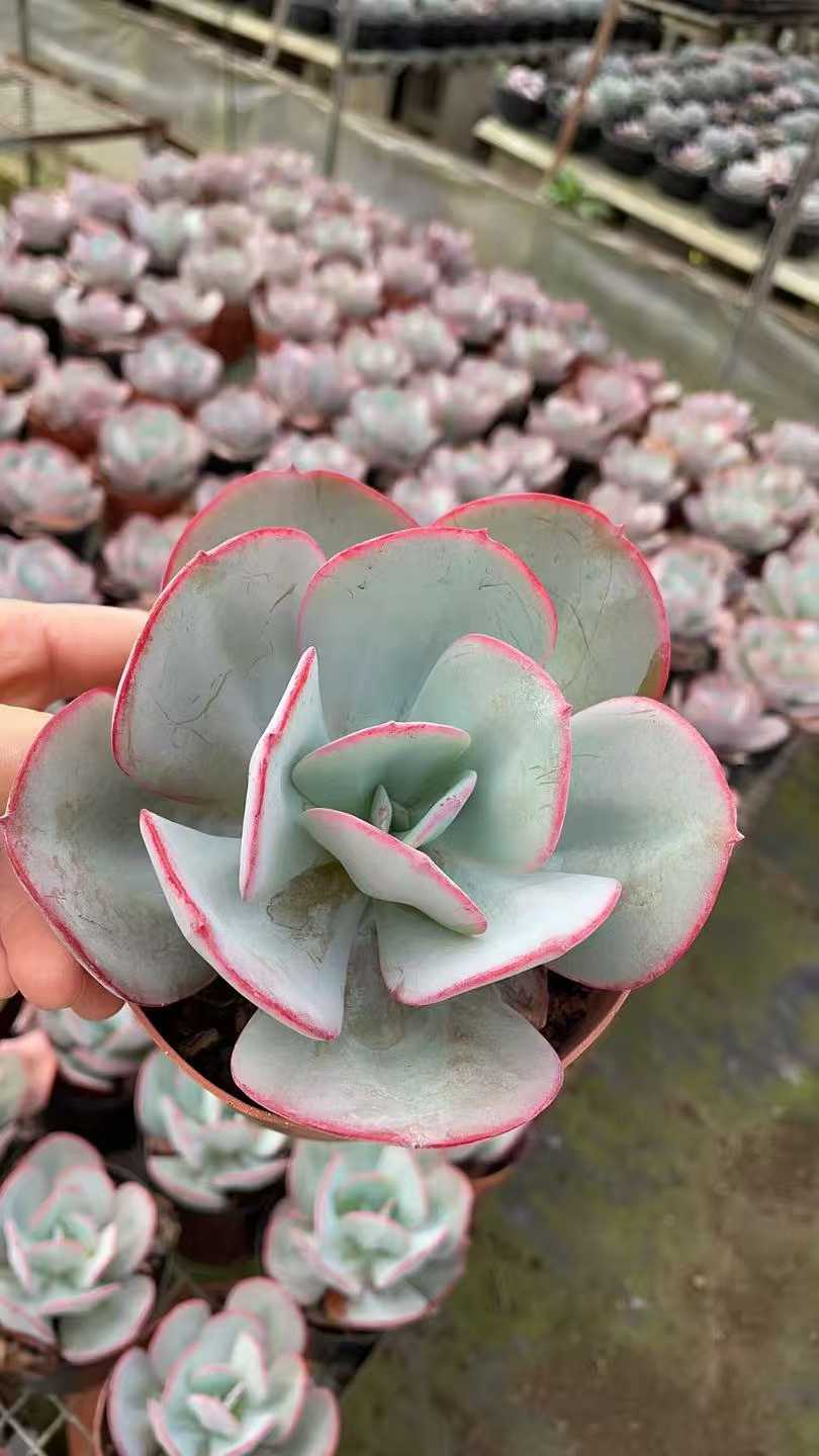 多肉植物 ブルックリンノアオ 12株セット 5号鉢 品番AE00056