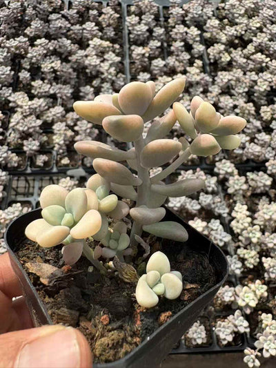 多肉植物 アランジン 50株セット 2.5号鉢 品番AD00042