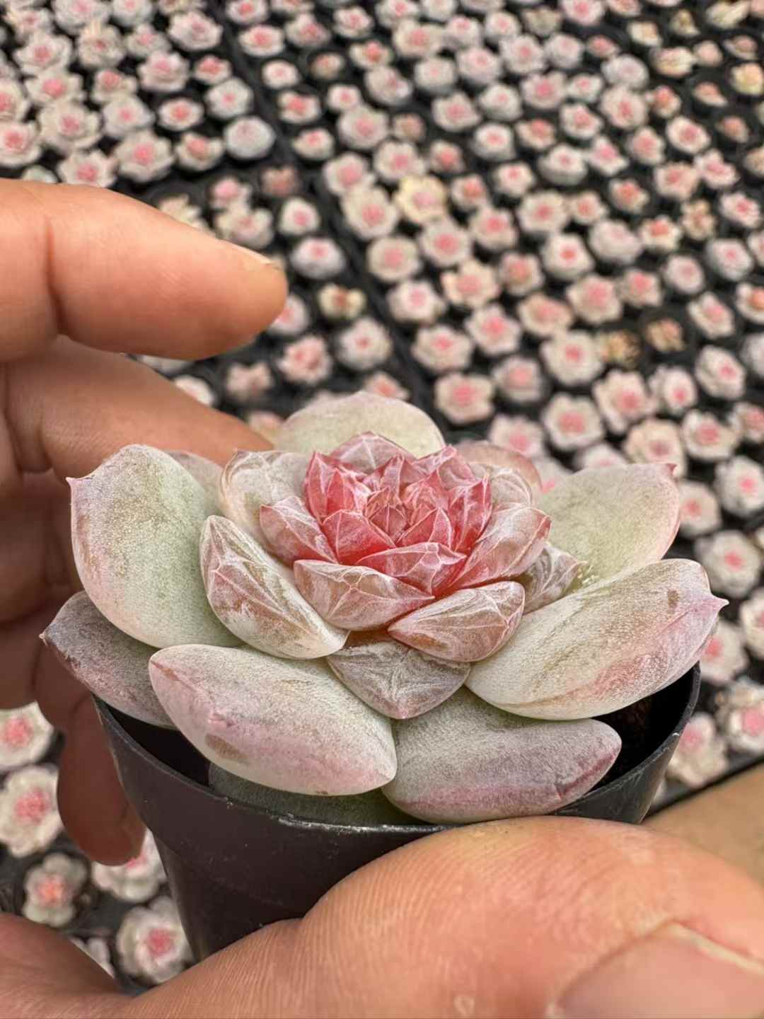 多肉植物 りかぼう 50株セット 2.5号鉢 品番AD00246