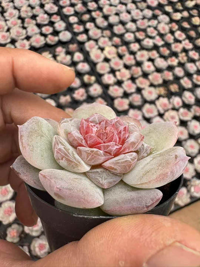 多肉植物 りかぼう 50株セット 2.5号鉢 品番AD00246
