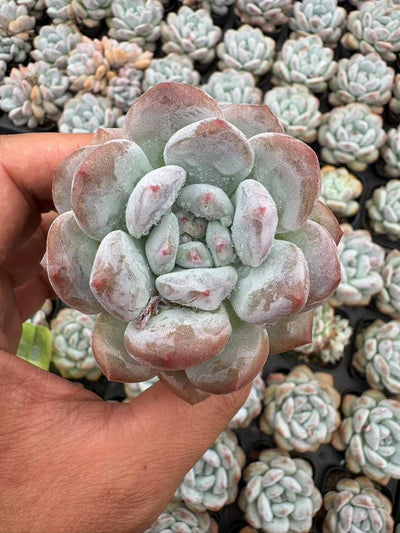 多肉植物 こうせつかい 50株セット 2.5号鉢 品番AD00065