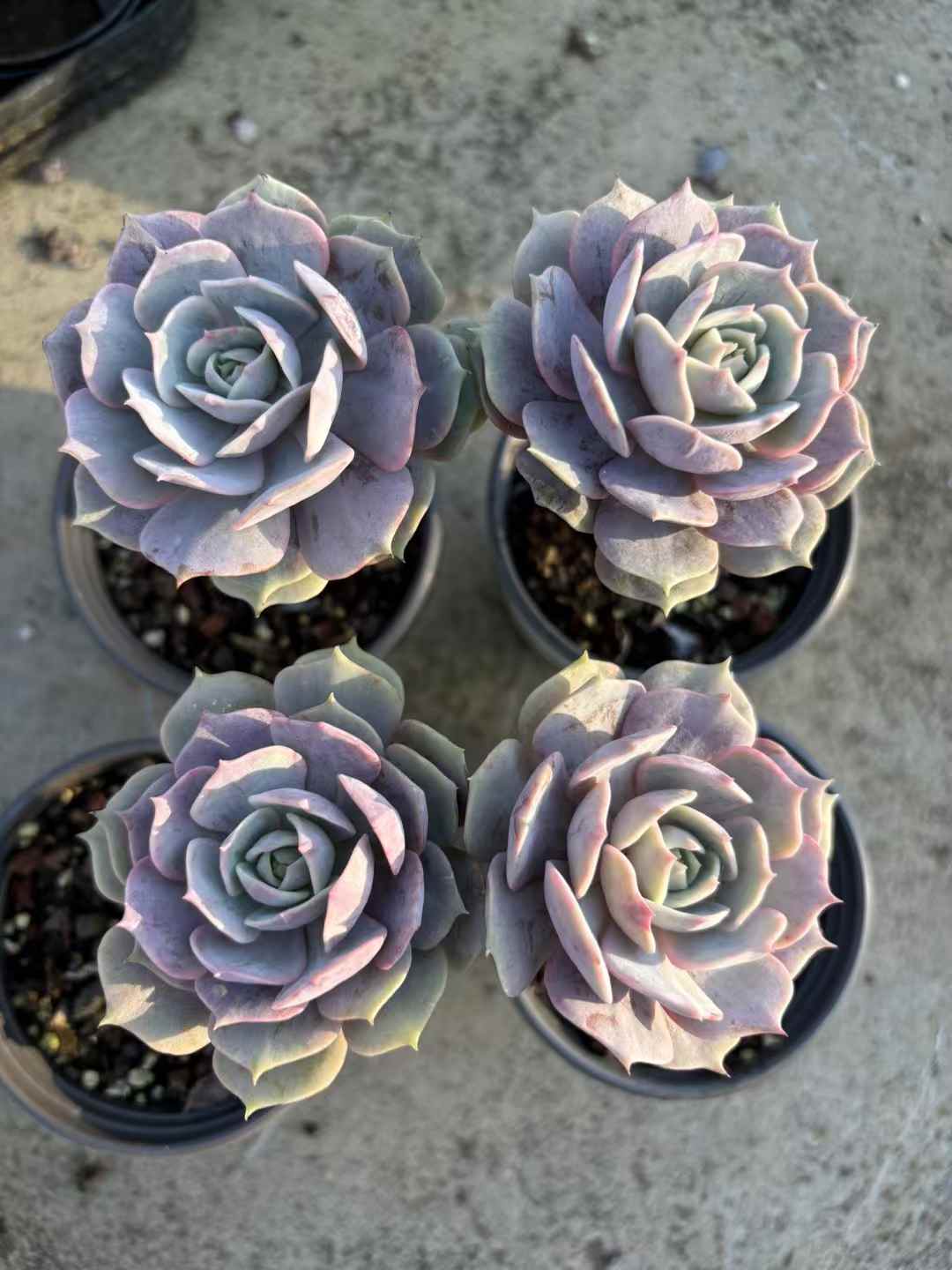 多肉植物 ルナレンろうくい 50株セット 3号鉢 品番AD00236