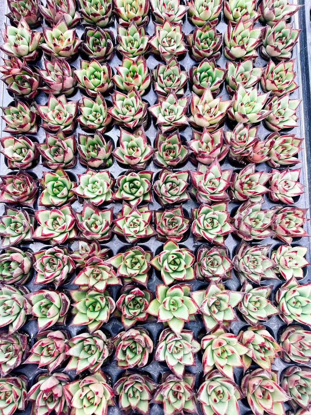 多肉植物 クロエボニー 105株セット 品番AH00013