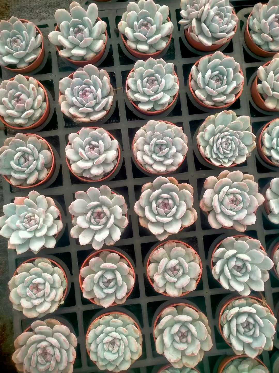 多肉植物 モンロータントウ 35株セット 3号鉢 品番ZG00067