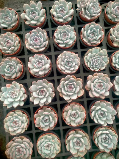 多肉植物 モンロータントウ 35株セット 3号鉢 品番ZG00067