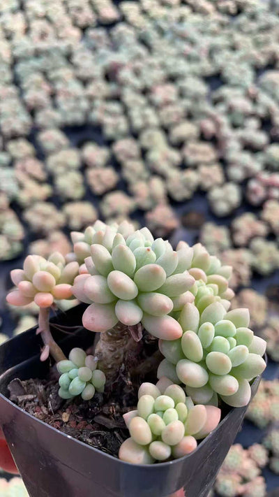 多肉植物 ロココ 50株セット 2.5号鉢 品番AE00013