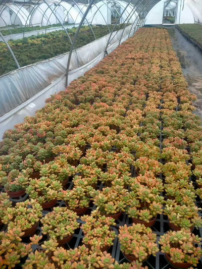 多肉植物 ハルモエロウカ 12株セット 5号鉢 品番ZG00073