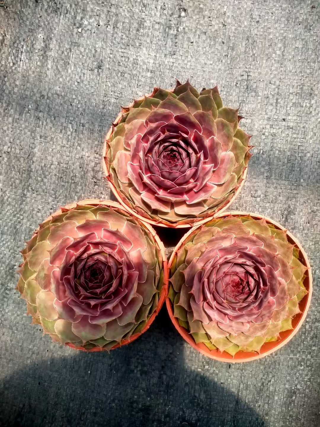 多肉植物 シンシュソウ 35株セット 3号鉢 品番ZG00019