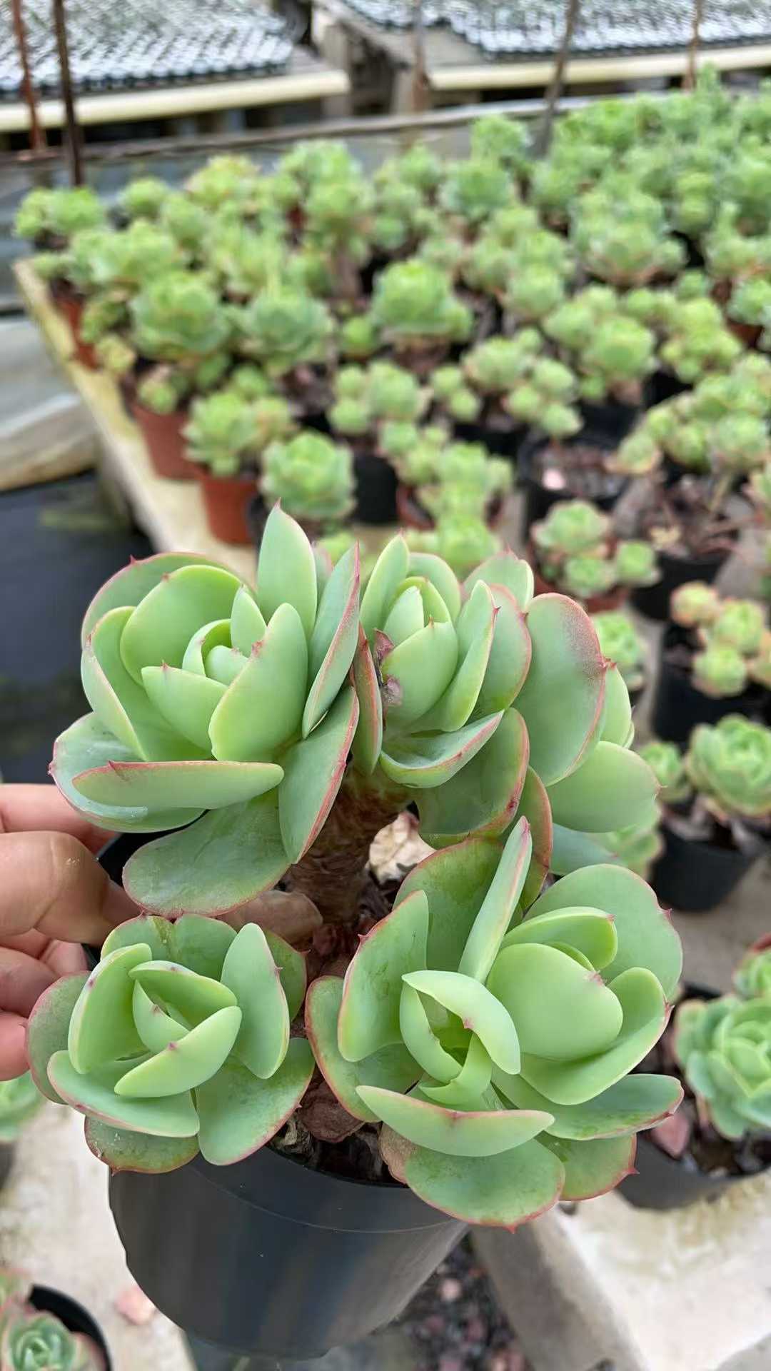 多肉植物 タマゴモモ 8株セット 5号鉢 品番AE00057