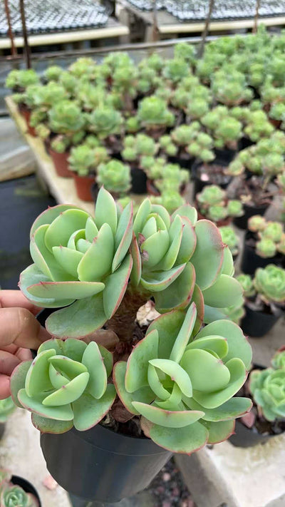 多肉植物 タマゴモモ 8株セット 5号鉢 品番AE00057