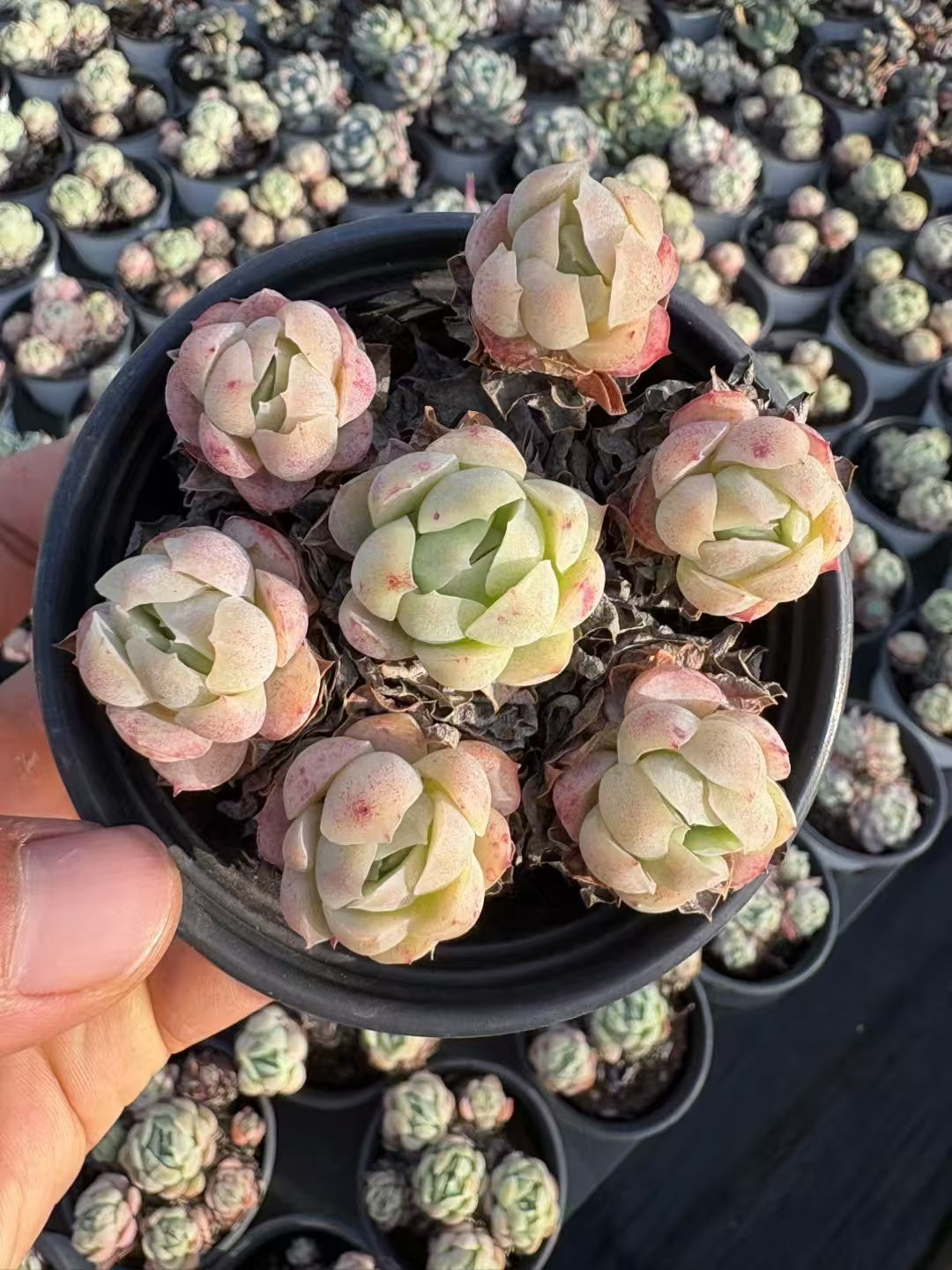 多肉植物 ベリー 36株セット 3号鉢 品番AD00143