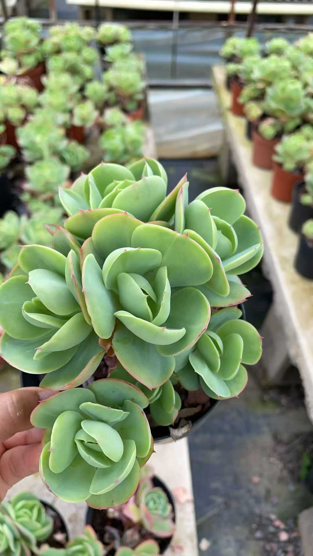 多肉植物 タマゴモモ 8株セット 5号鉢 品番AE00057