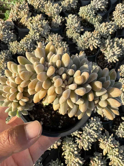 多肉植物 よいびとけい 18株セット 3号鉢 品番AD00227