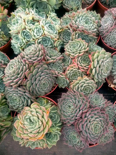 多肉植物 ハイリナ 12株セット 5号鉢 品番ZG00064