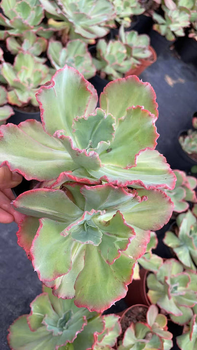 多肉植物 ブカイコウクン 8株セット 5号鉢 品番AE00051