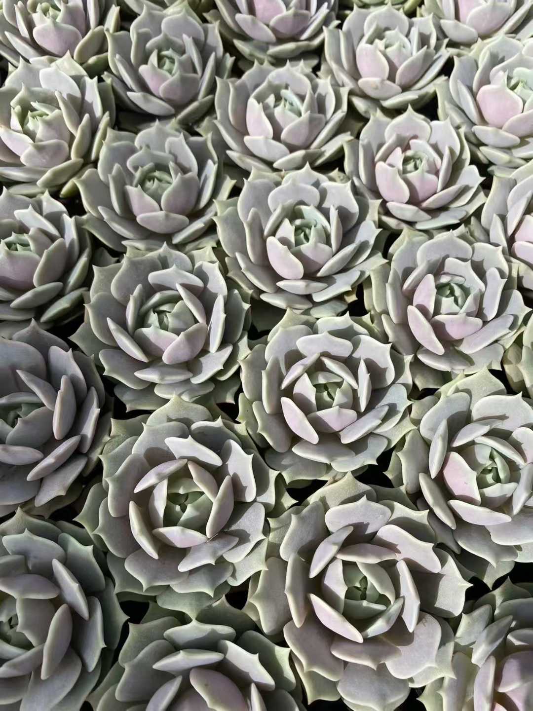 多肉植物 ルナレン55シャープ 54株セット 2号鉢 品番AF00055