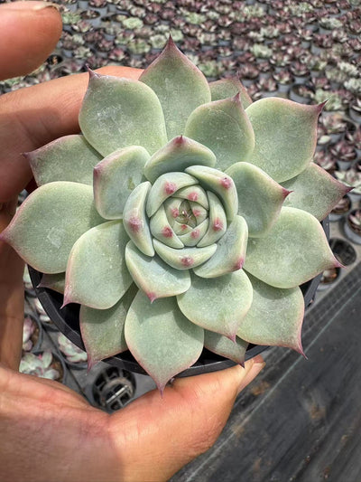 多肉植物 カローラ 15株セット 3号鉢 品番AD00172