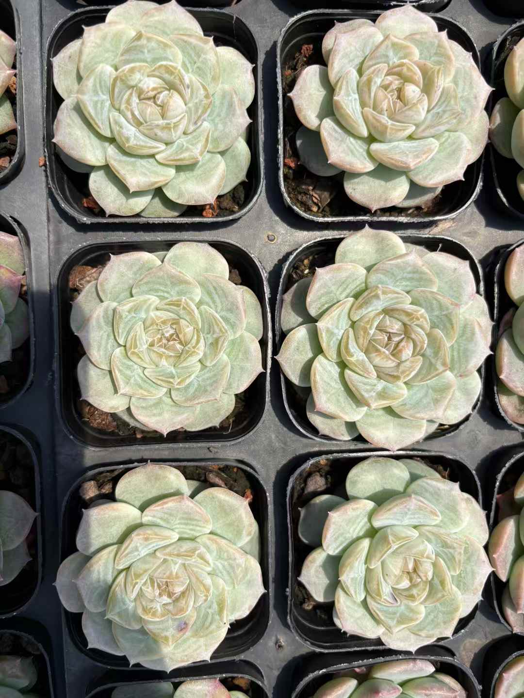 多肉植物 カイエルソ 50株セット 2.5号鉢 品番AD00191