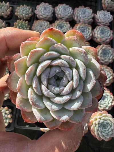 多肉植物 ゆきがお 50株セット 2.5号鉢 品番AD00229