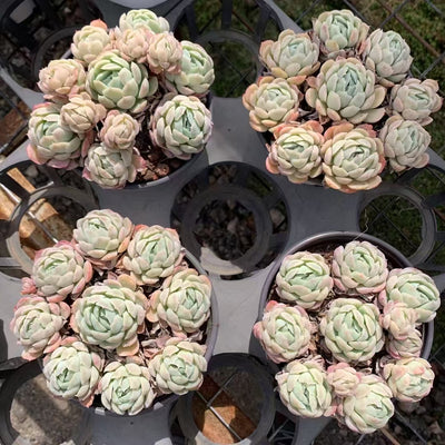 多肉植物 ベリー 15株セット 4号鉢 品番AD00158