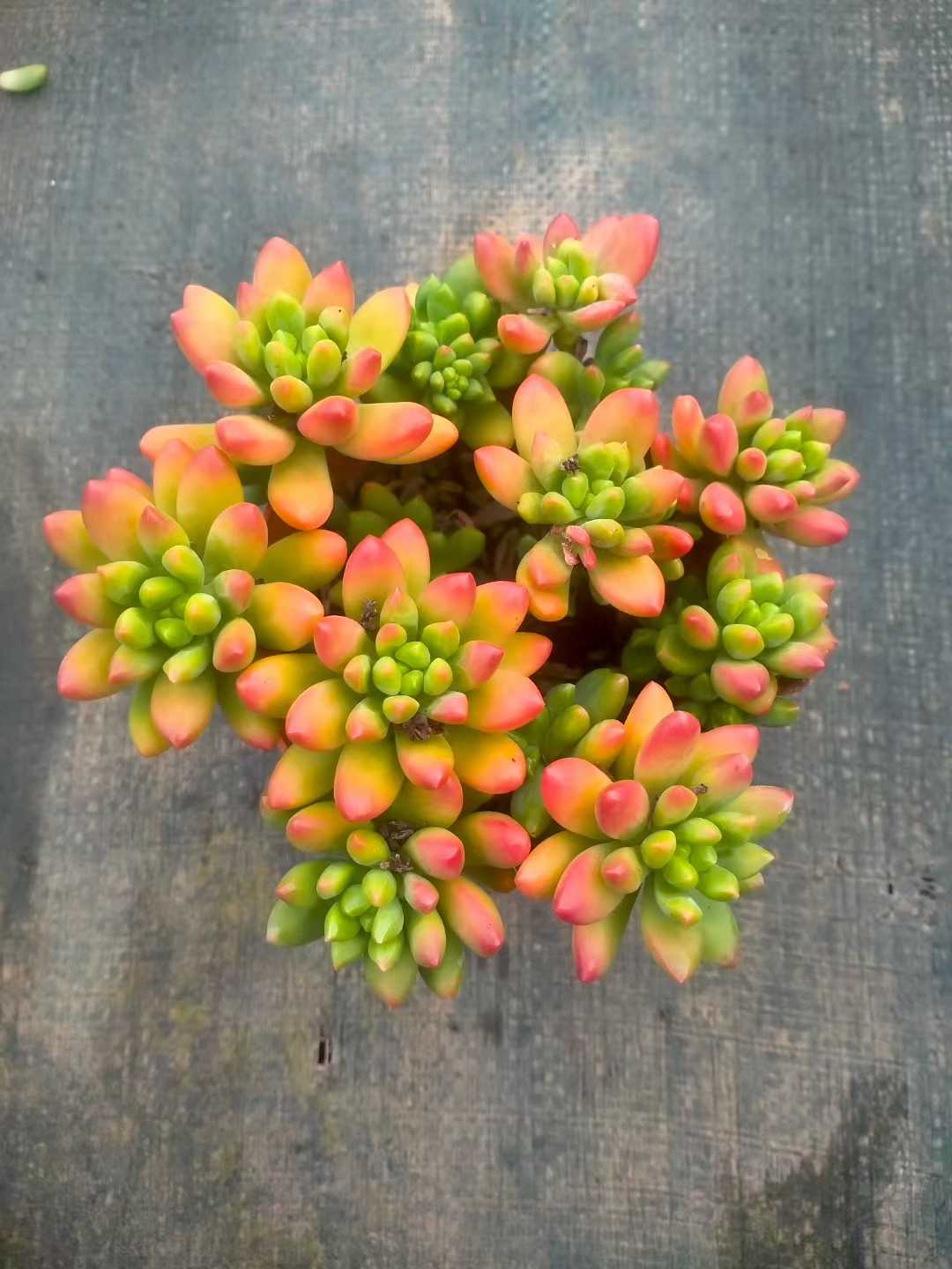 多肉植物 ハルモエロウカ 12株セット 5号鉢 品番ZG00073