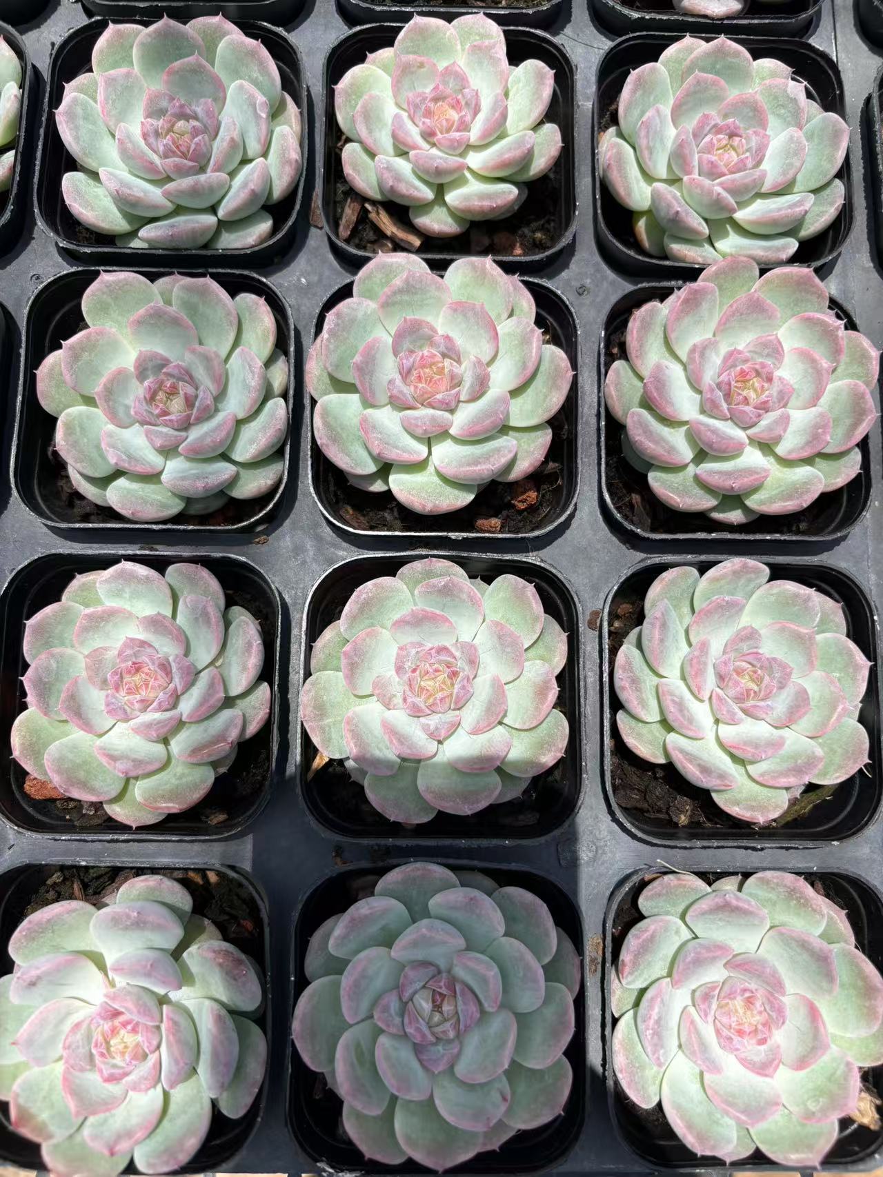 多肉植物 おうが 50株セット 2.5号鉢 品番AD00106