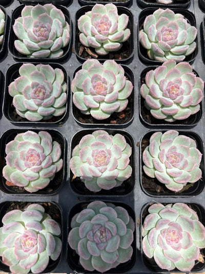 多肉植物 おうが 50株セット 2.5号鉢 品番AD00106