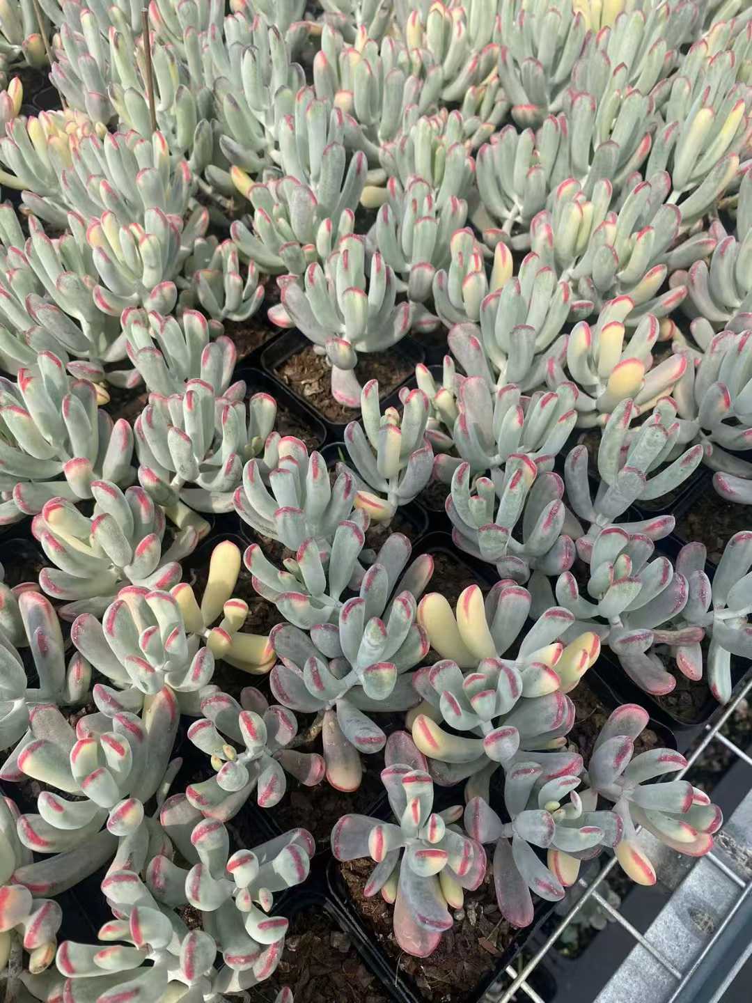 多肉植物 ソウトウボウヨクフクジョウニシキ 50株セット 2.5号鉢 品番AF00002