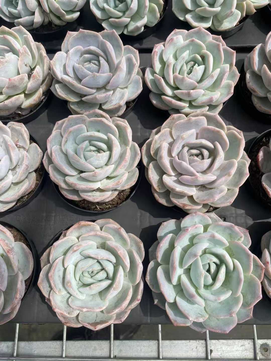 多肉植物 ムラサキコウゴウ 30株セット 3号鉢 品番AF00009