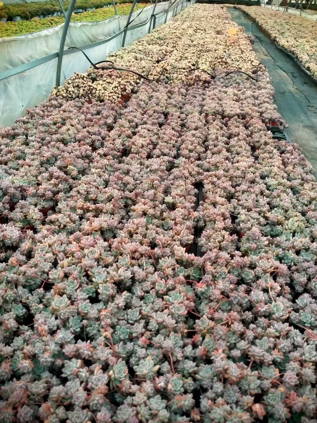 多肉植物 ピンクバイン 35株セット 3号鉢 品番ZG00046