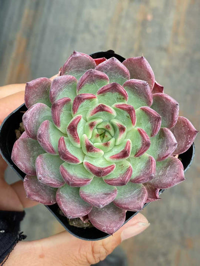 多肉植物 ブラックナイト 50株セット 2.5号鉢 品番AA00146