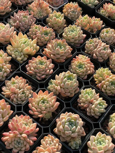 多肉植物 クリームビジン 50株セット 2.5号鉢 品番AA00131