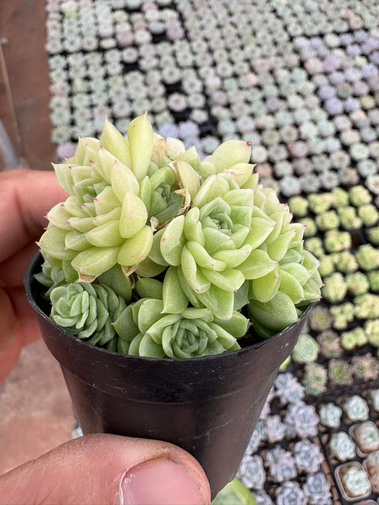 多肉植物 ショウイマイ 50株セット 2号鉢 品番AD00010