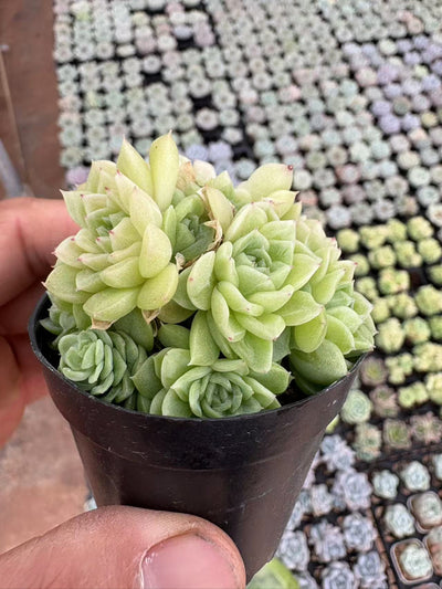 多肉植物 ショウイマイ 50株セット 2号鉢 品番AD00010