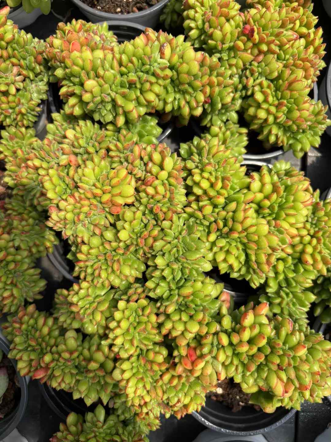 多肉植物 レッドリップけい 18株セット 3号鉢 品番AD00215