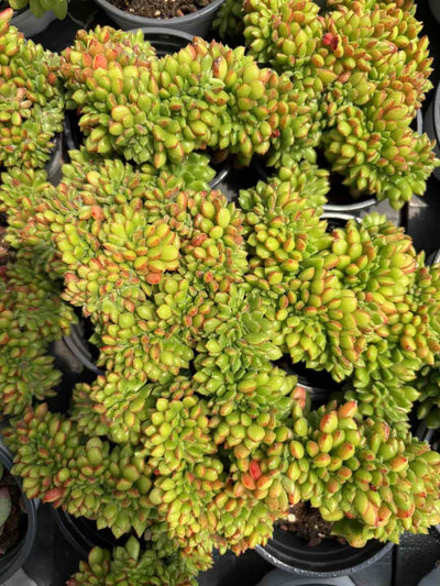多肉植物 レッドリップけい 18株セット 3号鉢 品番AD00215