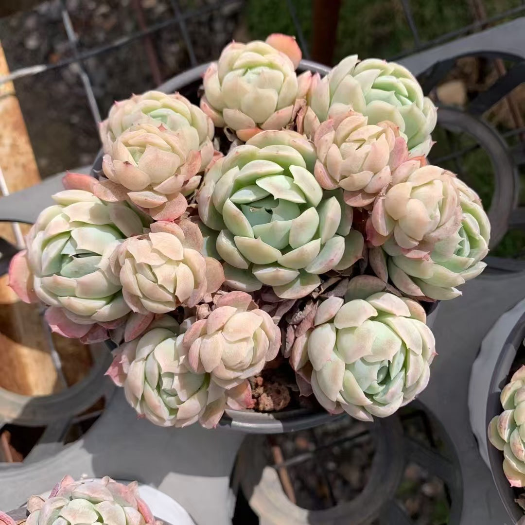 多肉植物 ベリー 15株セット 4号鉢 品番AD00158