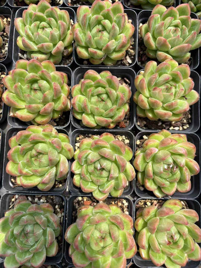 多肉植物 みどりダイヤ 50株セット 2.5号鉢 品番AD00209