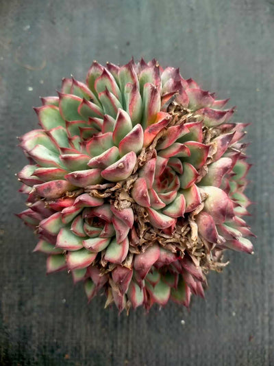 多肉植物 ハスドトウ 35株セット 3号鉢 品番ZG00055