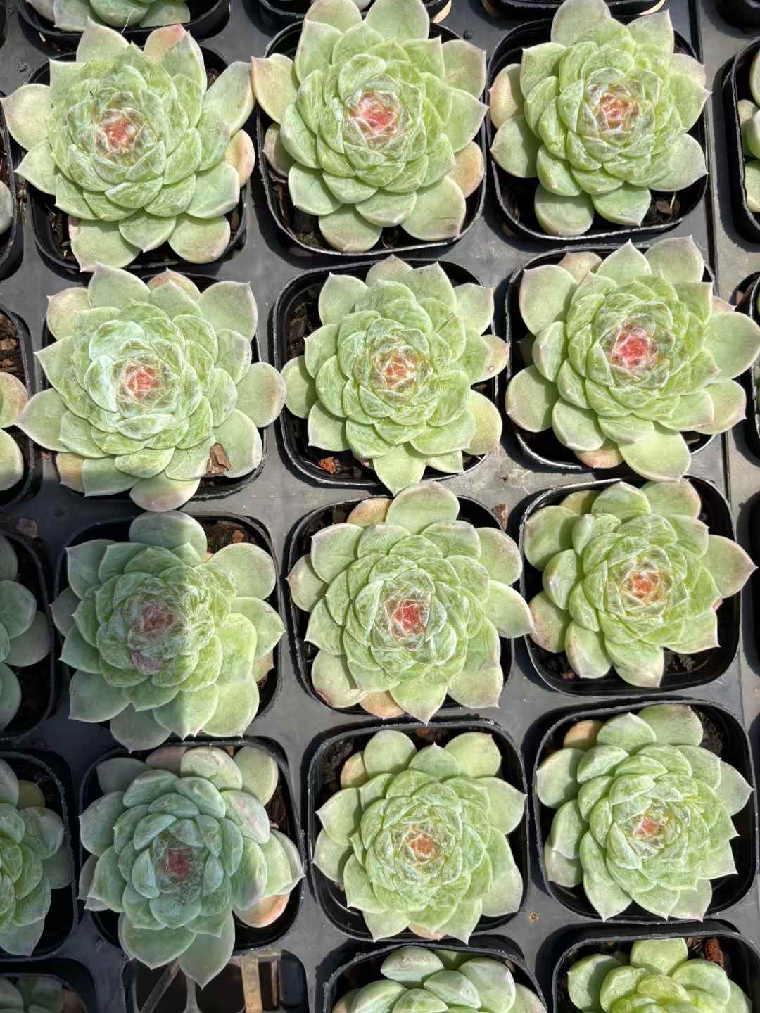 多肉植物 ぼたんせんし 50株セット 2.5号鉢 品番AD00192