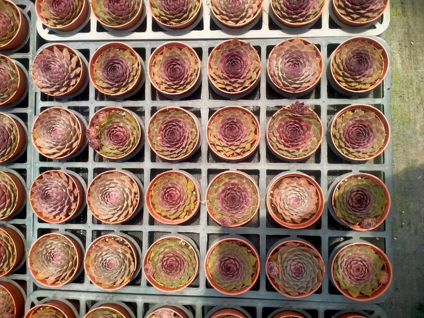 多肉植物 シンシュソウ 35株セット 3号鉢 品番ZG00019